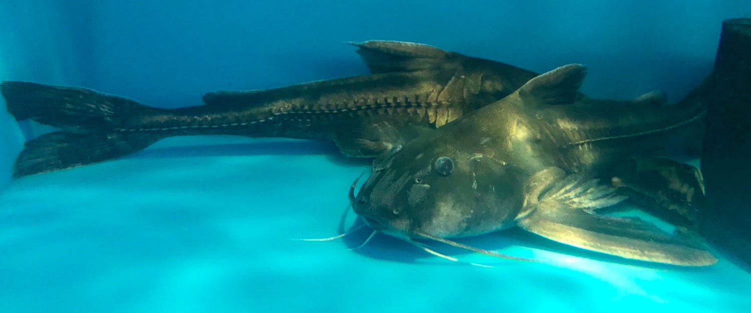Silver Centrodoras Catfish (Centrodoras brachiatus)