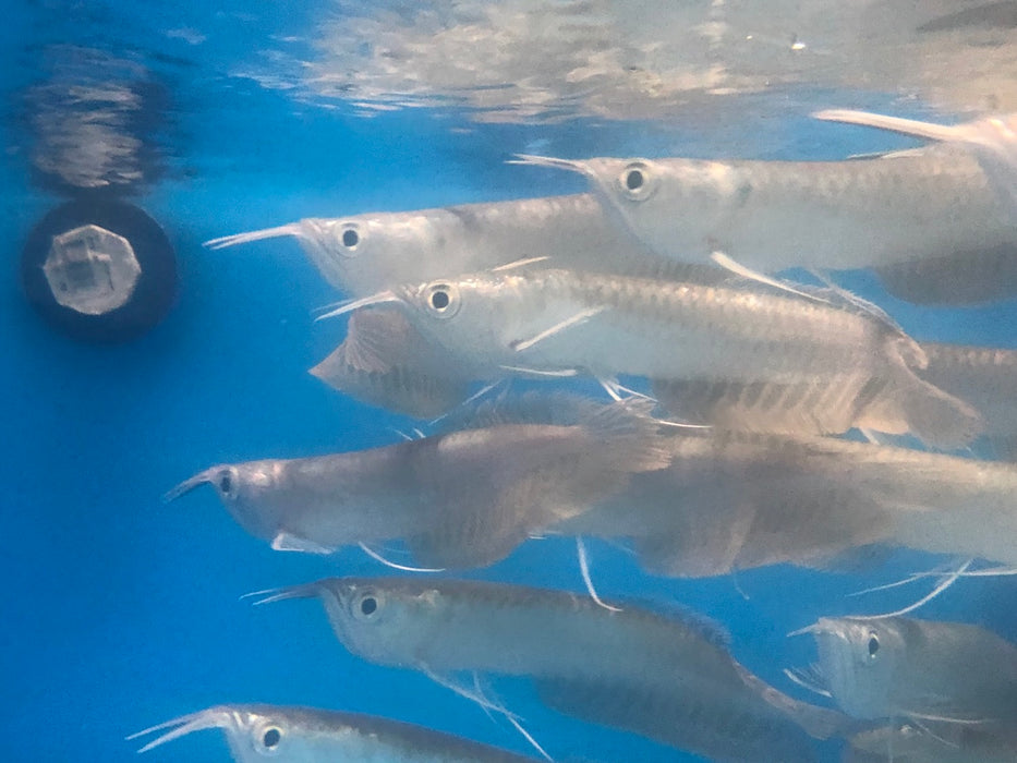Silver Arowana (Osteoglossum bicirrhosum)