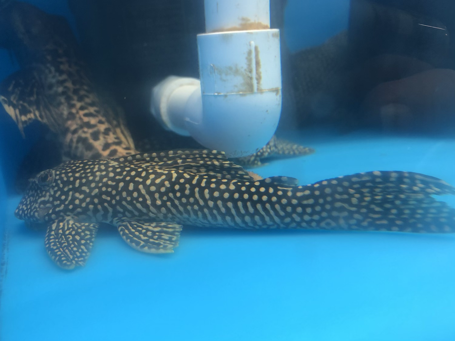 L048 Golden Cloud Pleco (Scobinancistrus pariolispos)