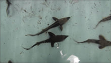 Load image into Gallery viewer, Sterlet Sturgeon (Acipenser ruthenus)
