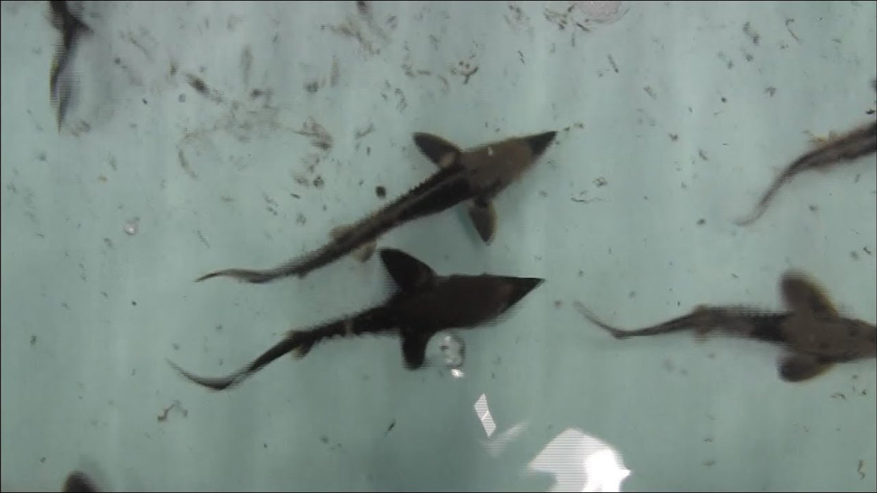 Sterlet Sturgeon (Acipenser ruthenus)