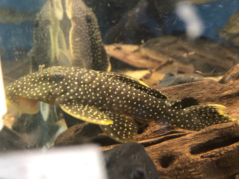 L018 Gold Nugget Pleco (Baryancistrus xanthellus)