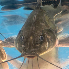 Load image into Gallery viewer, Rock Bacu Catfish (Lithodoras dorsalis)
