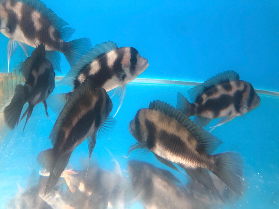 Black Widow Frontosa Cichlid (Cyphotilapia frontosa)