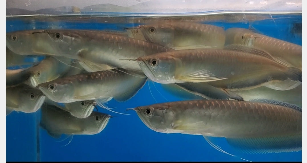 Black Arowana (Osteoglossum Ferreirai)