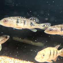 Load image into Gallery viewer, Brokopondo Peacock Bass (Cichla brokopondo)
