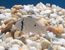 Load image into Gallery viewer, Cupid Cichlid (Biotodoma cupido)
