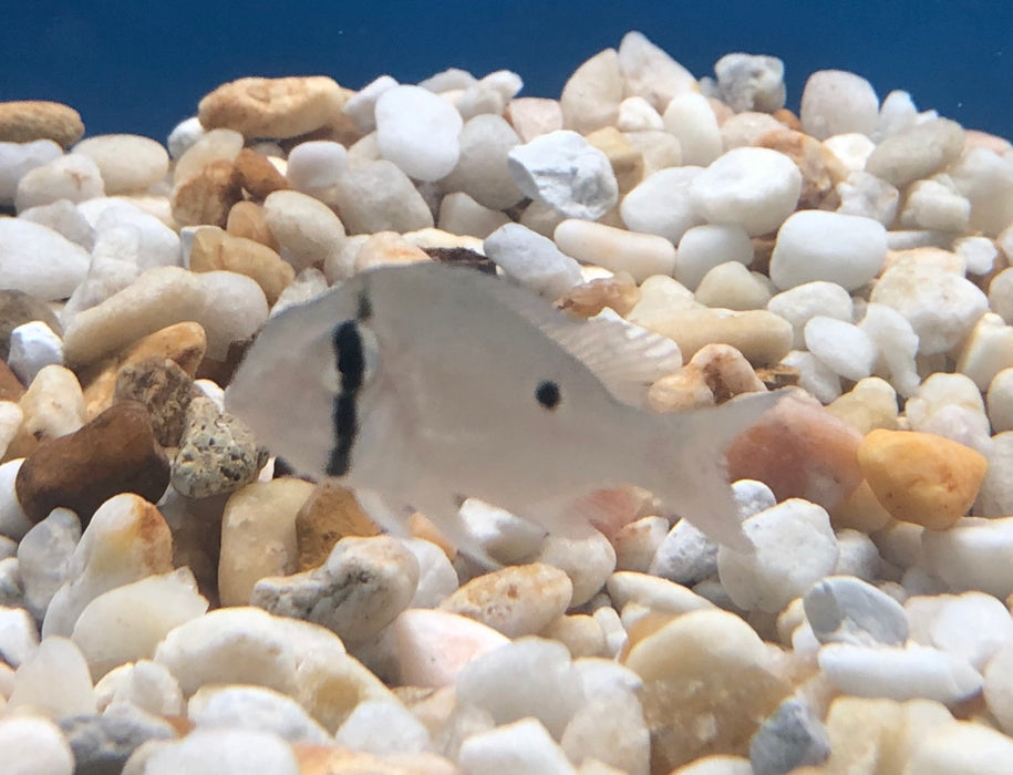 Cupid Cichlid (Biotodoma cupido)