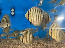 Load image into Gallery viewer, Wild Brown Discus (Symphysodon aequifasciata)
