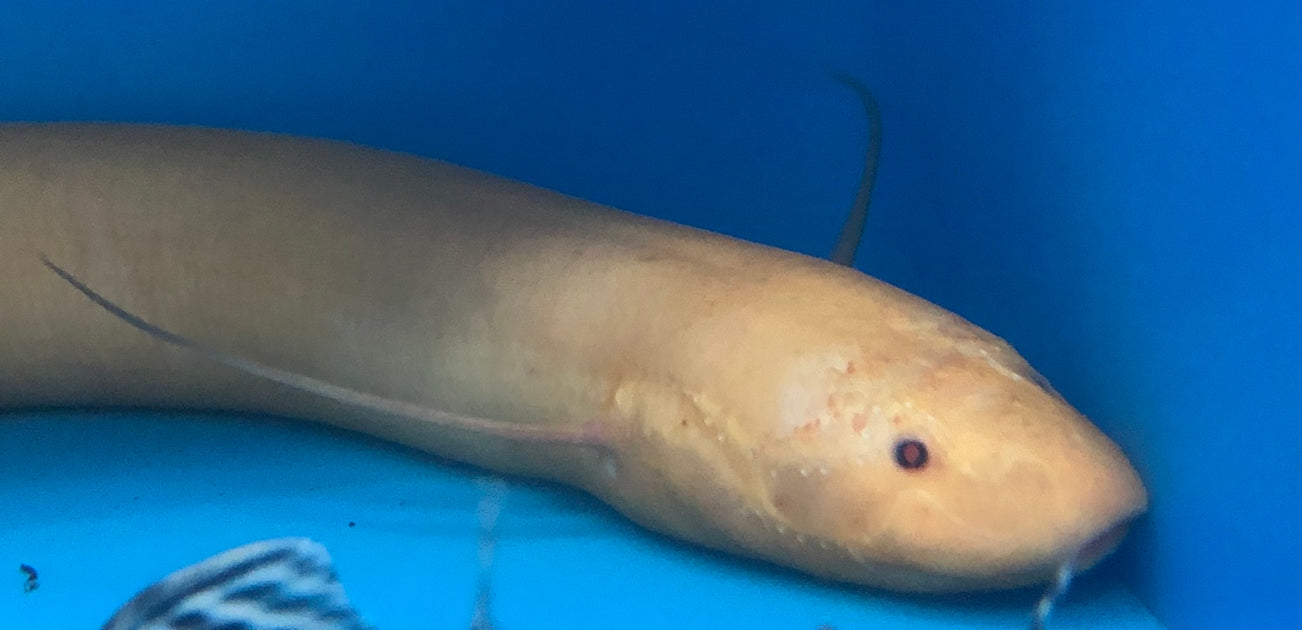 Albino African Lungfish (Protopterus aethiopicus) — Predatory Fins