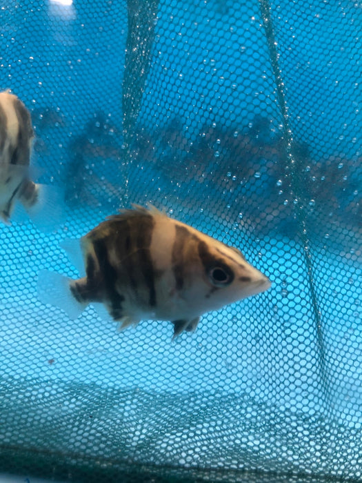 Short body Indo Datnoid (Datnioides microlepis)