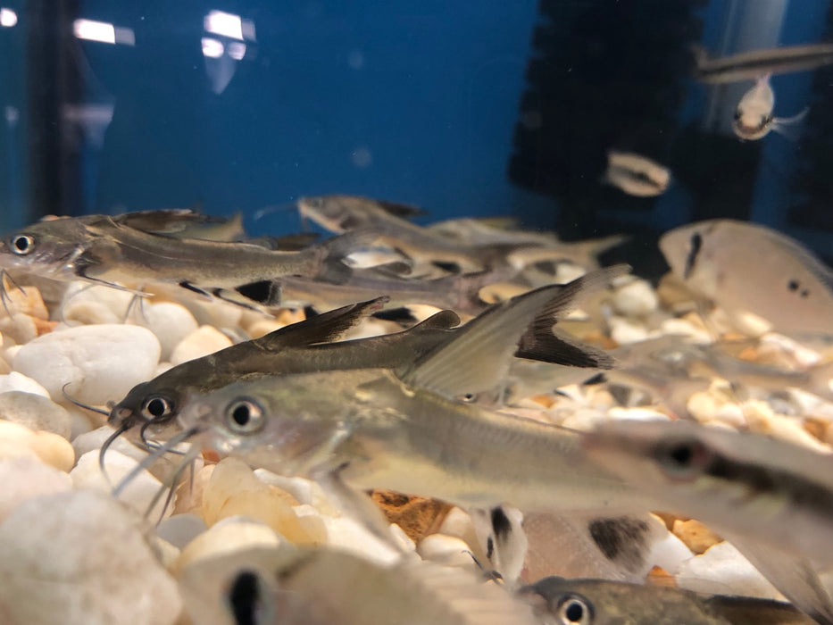 Colombian Shark Catfish Arius Jordani Predatory Fins colombian-shark-catfish-arius-jordani-predatory-fins