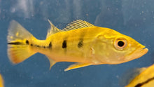 Load image into Gallery viewer, Wild Mono Peacock Bass (Cichla monoculus )
