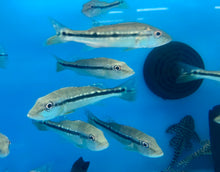 Load image into Gallery viewer, Pinima Peacock Bass (Cichla pinima)

