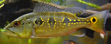Load image into Gallery viewer, Orinoco Peacock Bass (Cichla orinocensis)
