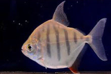 Load image into Gallery viewer, Tiger Silver Dollar (Metynnis fasciatus)
