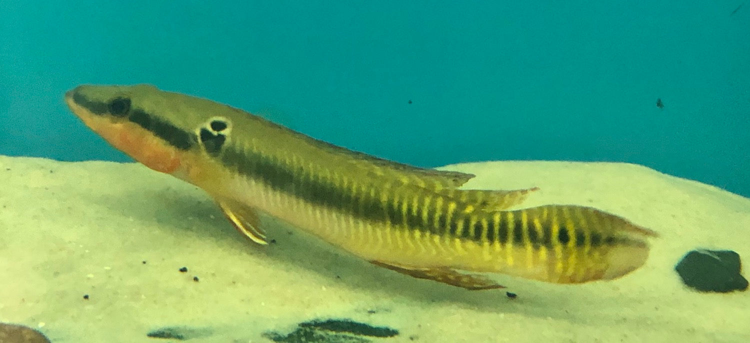 Zebrina Pike Cichlid (Crenicichla zebrina)