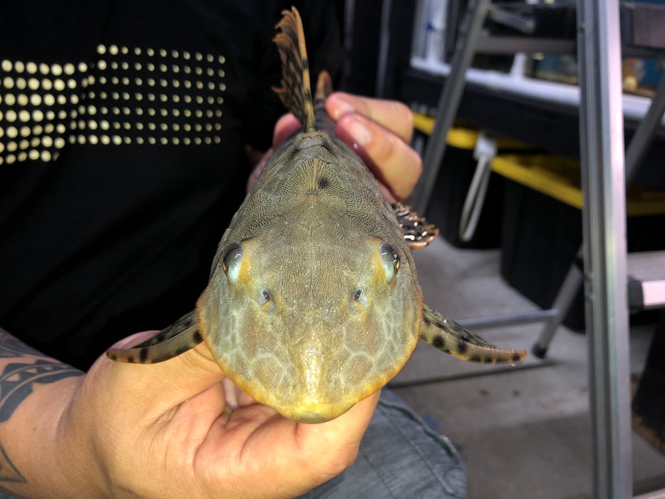 L095 Orange Cheek Pinecone Pleco (Pseudorinelepis genibarbis)