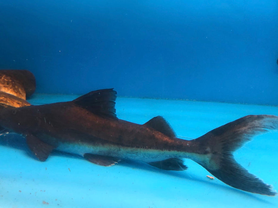 Vaillanti Catfish (Brachyplatystoma vaillantii)