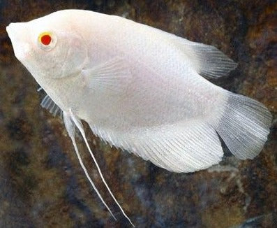 Albino Giant Gourami (Osphronemus goramy)
