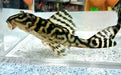 L199 Yellow Zebra Pleco (Hypancistrus furunculus)