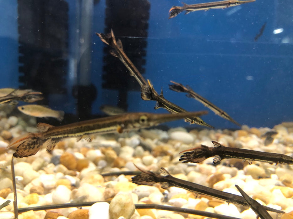 Longnose Gar (Lepisosteus osseus)