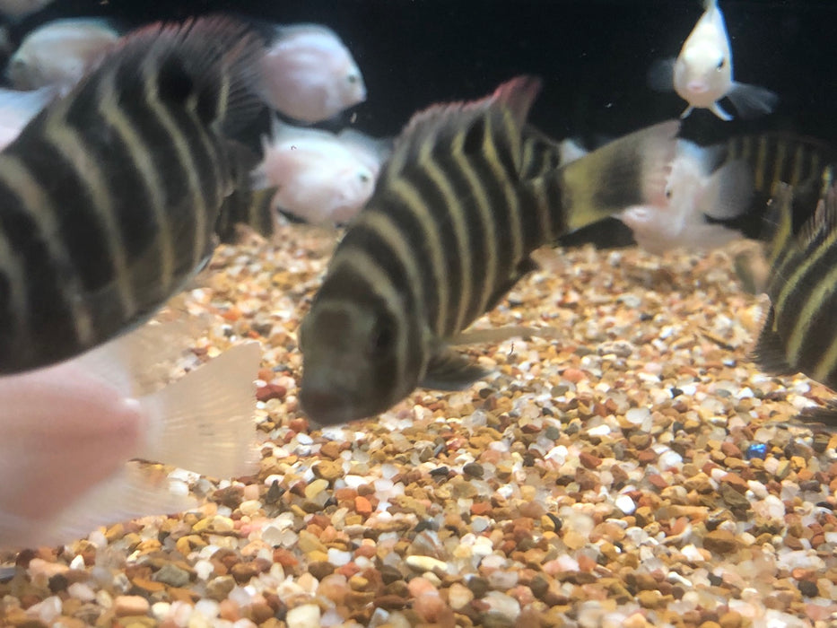 Buttikoferi Cichlid (Tilapia buttikoferi)