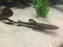 Load image into Gallery viewer, Firewood Catfish (Sorubimichthys planiceps)
