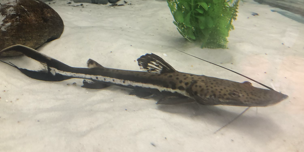 Firewood Catfish (Sorubimichthys planiceps) — Predatory Fins