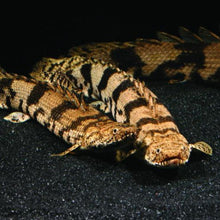 Load image into Gallery viewer, Endlicheri Bichir (Polypterus endlicheri)
