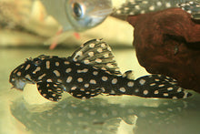 Load image into Gallery viewer, L471 Mini Snowball Pleco (Hypancistrus sp)
