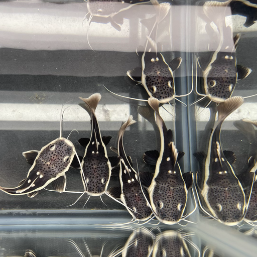 Short Body Redtail Catfish