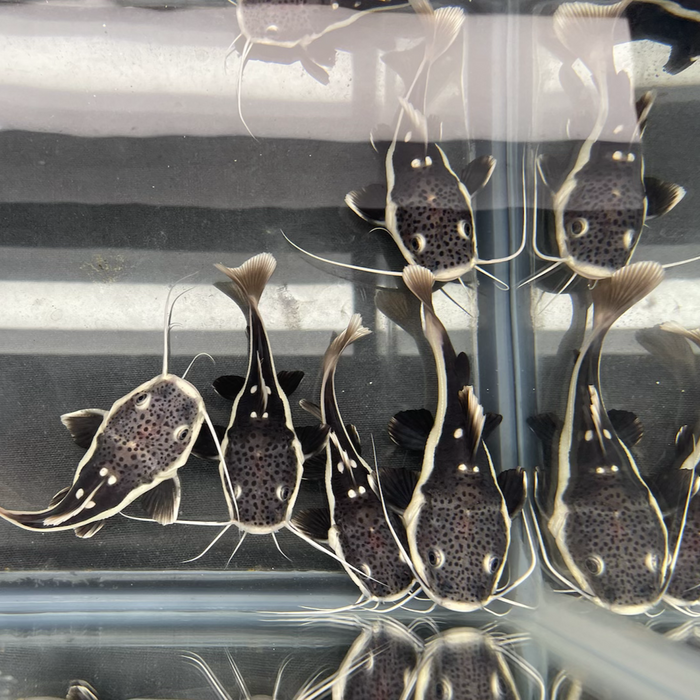 Short Body Redtail Catfish