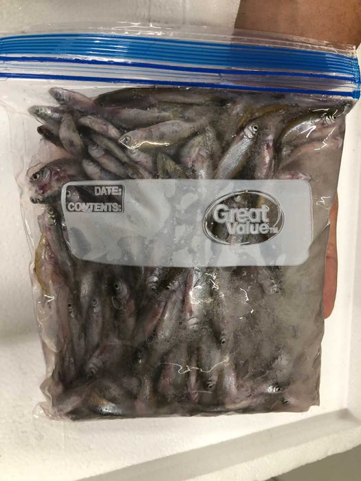 SMALL GOLDEN SHINERS - FROZEN