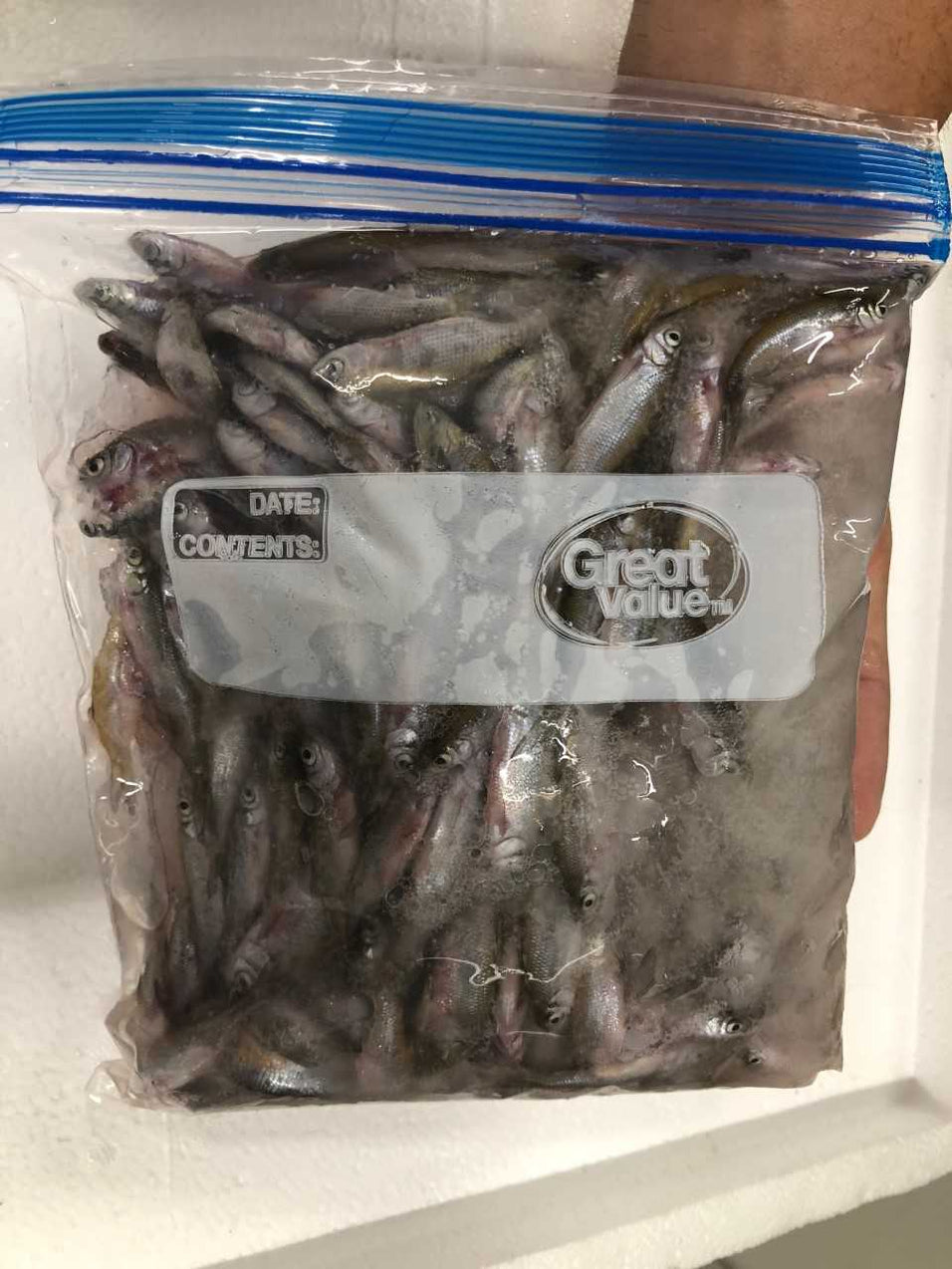 SMALL GOLDEN SHINERS - FROZEN — Predatory Fins