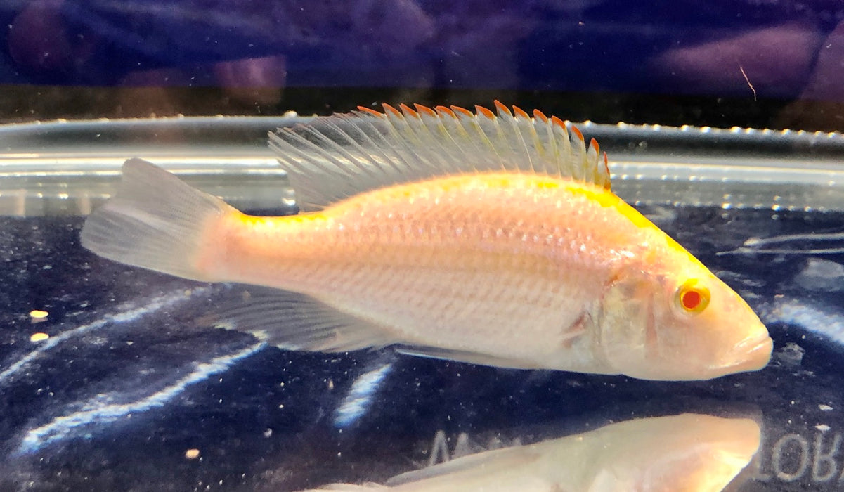 Albino Compressiceps Cichlid (Dimidiochromis compressiceps)