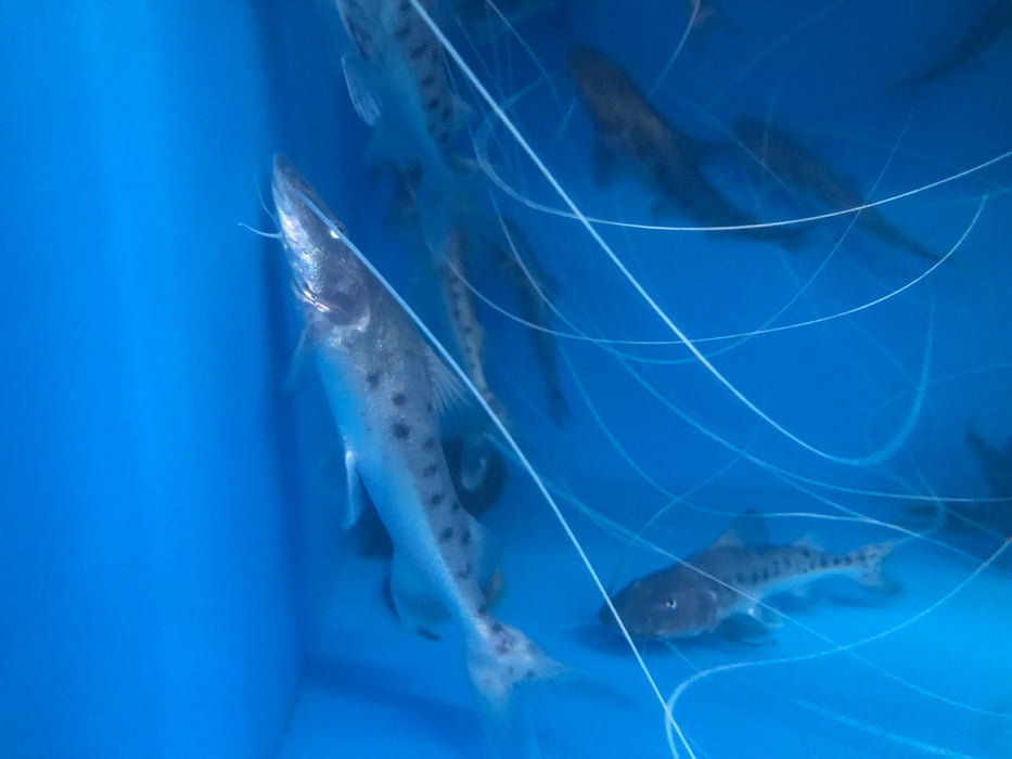 Capapretum Catfish (Brachyplatystoma capapretum)