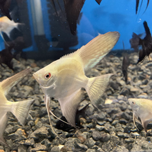 Load image into Gallery viewer, Bulgarian Green Seal Point Angelfish (Pterophyllum scalare sp)
