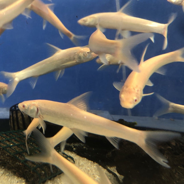 albino aral barbel Luciobarbus brachycephalus