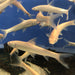 albino aral barbel Luciobarbus brachycephalus