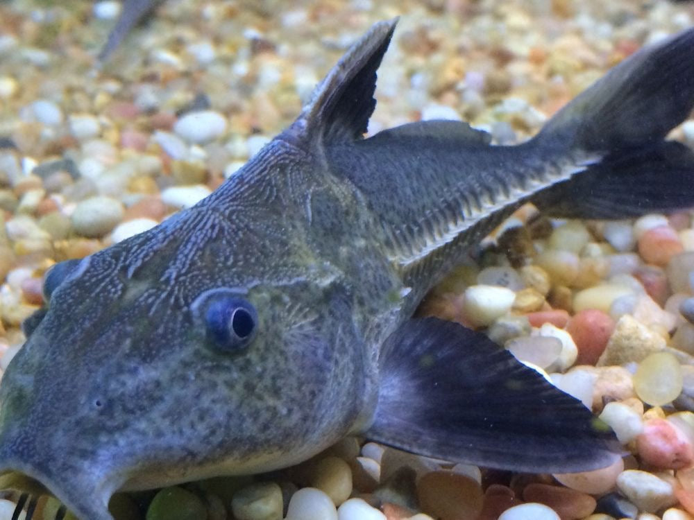 Ripsaw Catfish (Oxydoras niger)