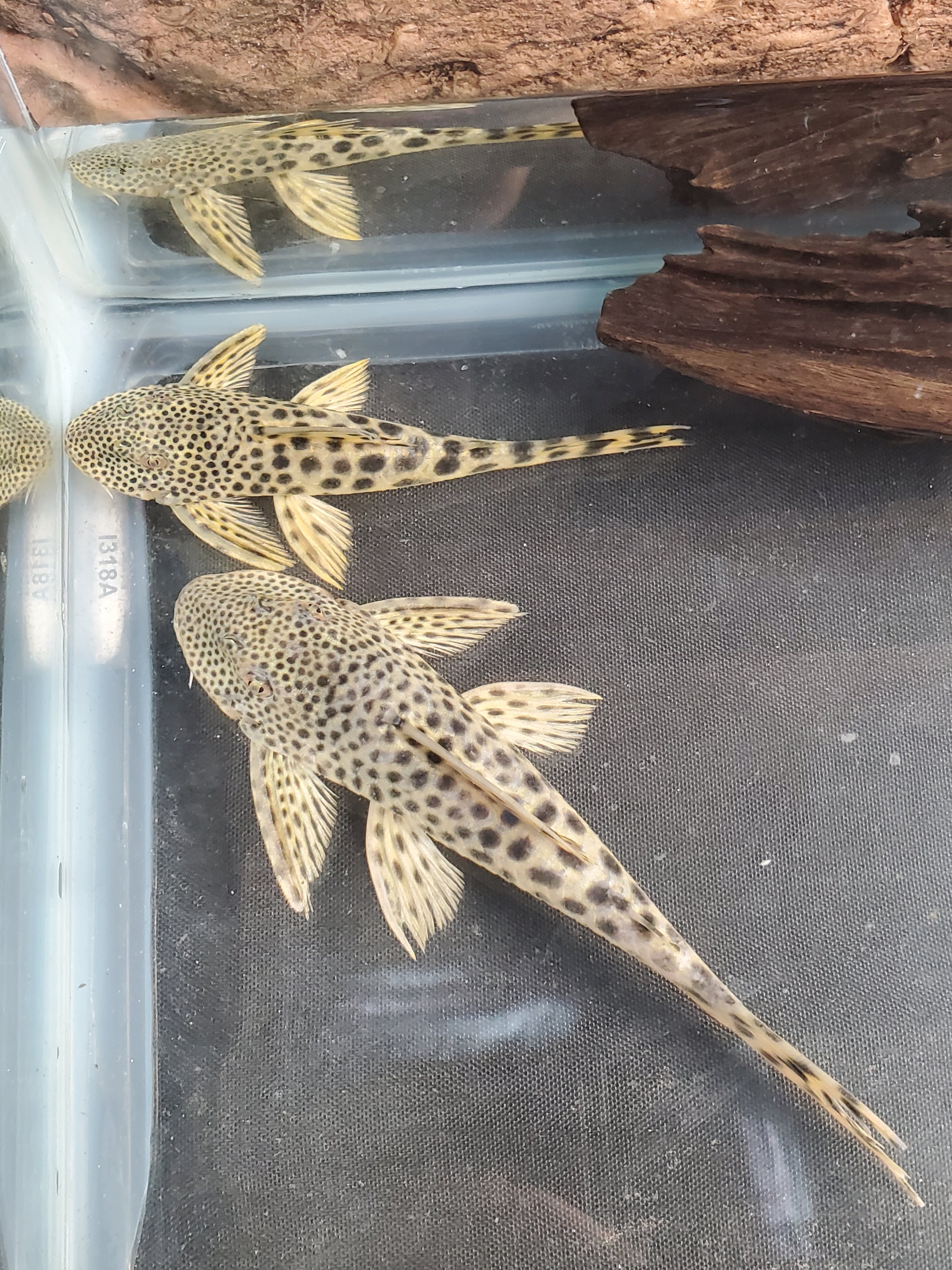 L075 / L124 Para Pleco (Peckoltia sabaji) – Predatory Fins