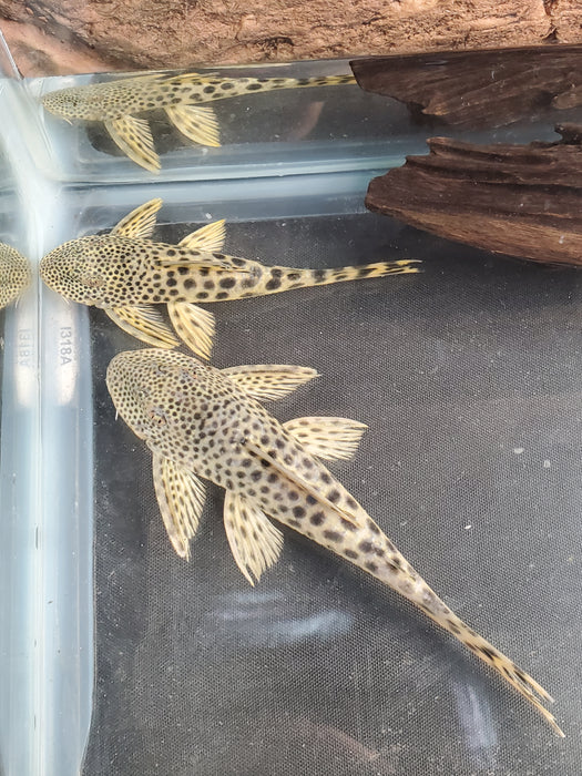 L075 / L124 Para Pleco (Peckoltia sabaji)