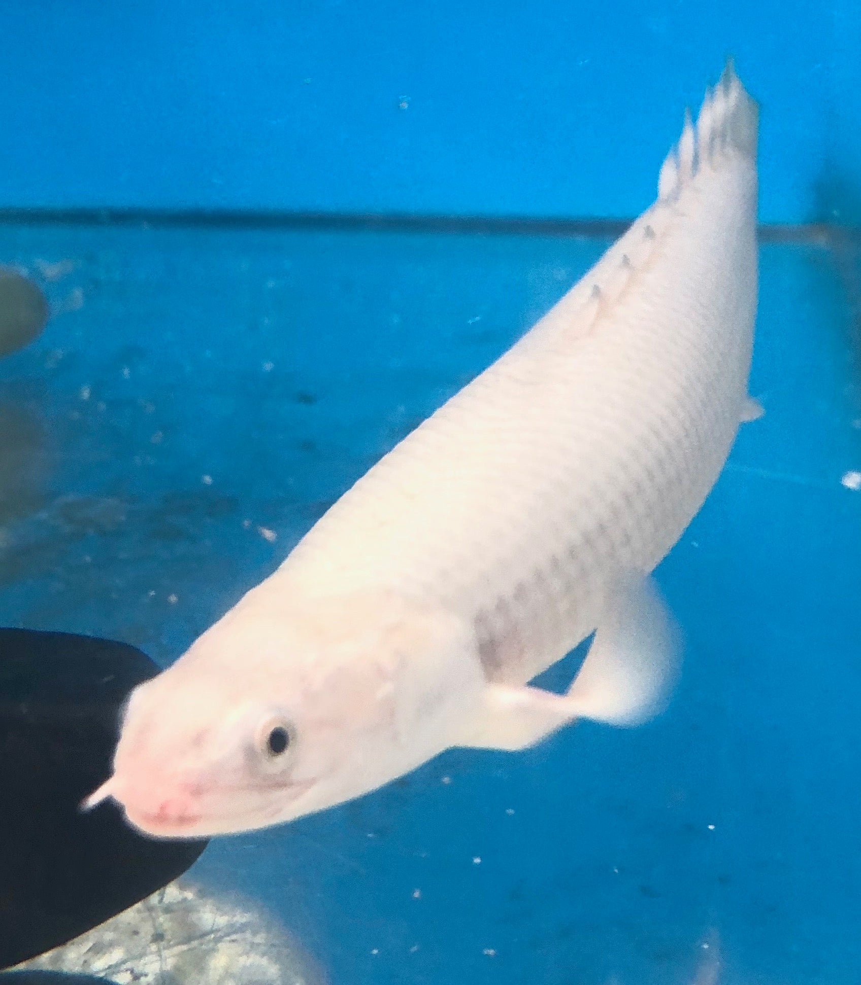 Leucistic Senegal Bichir (Polypterus senegalus)