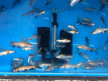 Load image into Gallery viewer, Colombian Shark Catfish (Arius jordani)
