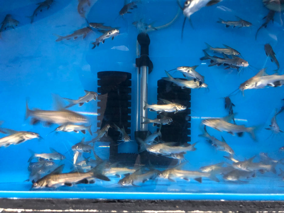 Colombian Shark Catfish (Arius jordani)