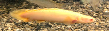 Load image into Gallery viewer, Albino Short Body Senegal Bichir (Polypterus senegalus)
