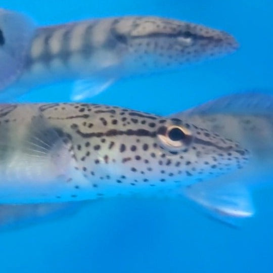 Lenticulata Pike Cichlid (Crenicichla lenticulata)