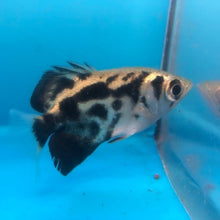Load image into Gallery viewer, Burmese Clouded Archerfish (Toxotes blythii)
