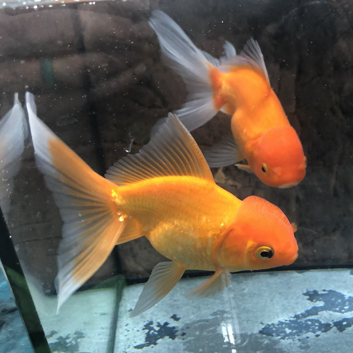 Oranda Goldfish (Carassius auratus)